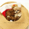 Mini Teacup Maltipoo Puppies For Sale - Louis - a Maltipoo puppy