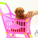 Teacup Mini Poodle Puppies For Sale - Strawberry - a Poodle puppy