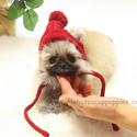 Teacup Toy Pomeranian Puppies For Sale - Brownie - a Pomeranian puppy