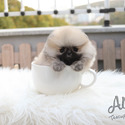 Teacup Toy Pomeranian Puppies For Sale - Brownie - a Pomeranian puppy