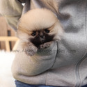 Teacup Toy Pomeranian Puppies For Sale - Brownie - a Pomeranian puppy