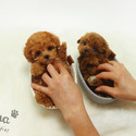 Teacup Toy Poodle Puppies For Sale - Strawberry - a Poodle puppy