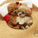 Teacup Toy Poodle Puppies For Sale - Strawberry - a Poodle puppy