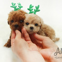 Teacup Toy Poodle Puppies For Sale - Hershey - a Poodle puppy