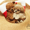 Teacup Toy Maltipoo Puppies For Sale - Louis - a Maltipoo puppy
