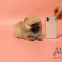 Toy Teacup Pomeranian Puppies For Sale - Brownie - a Pomeranian puppy