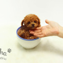 Toy Teacup Poodle Puppies For Sale - Strawberry - a Pomeranian puppy