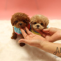 Toy Teacup Poodle Puppies For Sale - Hershey - a Poodle puppy