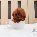 Toy Teacup Red Maltipoo Puppies For Sale - Waffle - a Maltipoo puppy