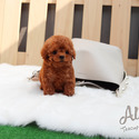 Toy Teacup Red Maltipoo Puppies For Sale - Waffle - a Maltipoo puppy