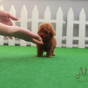Toy Teacup Red Maltipoo Puppies For Sale - Waffle - a Maltipoo puppy