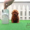 Toy Teacup Red Maltipoo Puppies For Sale - Waffle - a Maltipoo puppy