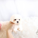 Toy Teacup Maltese Puppies For Sale - Lily - a Maltese puppy