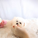 Toy Teacup Maltese Puppies For Sale - Lily - a Maltese puppy
