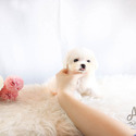 Toy Teacup Maltese Puppies For Sale - Lily - a Maltese puppy