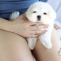 Toy Teacup Maltese Puppies For Sale - Lily - a Maltese puppy