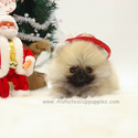 Teacup Mini Pomeranian Puppies For Sale - Brownie - a Pomeranian puppy
