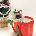Teacup Mini Pomeranian Puppies For Sale - Brownie - a Pomeranian puppy