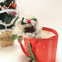 Teacup Mini Pomeranian Puppies For Sale - Brownie - a Pomeranian puppy