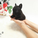 Teacup Mini French Bulldog Puppies For Sale - Bella - a French Bulldog puppy