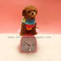 Teacup Mini Poodle Puppies For Sale - Strawberry - a Poodle puppy
