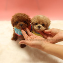 Teacup Mini Poodle Puppies For Sale - Hershey - a Poodle puppy