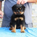 THE BEST LOOKING AKC GERMAN ROTTWEILER PUPPIES - a Rottweiler puppy