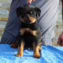 THE BEST LOOKING AKC GERMAN ROTTWEILER PUPPIES - a Rottweiler puppy