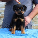 THE BEST LOOKING AKC GERMAN ROTTWEILER PUPPIES - a Rottweiler puppy