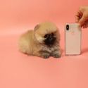 Mini Teacup Pomeranian Puppies For Sale - Brownie - a Pomeranian puppy