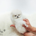 Mini Teacup Pomeranian Puppies For Sale - Merry - a Pomeranian puppy
