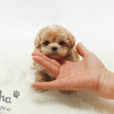 Mini Teacup Maltipoo Puppies For Sale - Louis - a Maltipoo puppy