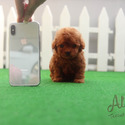 Mini Teacup Red Maltipoo Puppies For Sale - Waffle - a Maltipoo puppy