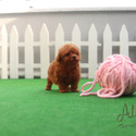 Mini Teacup Red Maltipoo Puppies For Sale - Waffle - a Maltipoo puppy