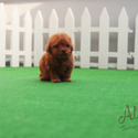 Mini Teacup Red Maltipoo Puppies For Sale - Waffle - a Maltipoo puppy