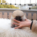 Teacup Toy Pomeranian Puppies For Sale - Brownie - a Pomeranian puppy