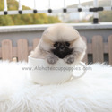 Teacup Toy Pomeranian Puppies For Sale - Brownie - a Pomeranian puppy
