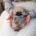 Teacup Toy Pomeranian Puppies For Sale - Brownie - a Pomeranian puppy