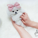 Teacup Toy Pomeranian Puppies For Sale - Merry - a Pomeranian puppy