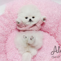 Teacup Toy Pomeranian Puppies For Sale - Merry - a Pomeranian puppy