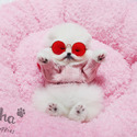 Teacup Toy Pomeranian Puppies For Sale - Merry - a Pomeranian puppy