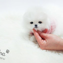 Teacup Toy Pomeranian Puppies For Sale - Merry - a Pomeranian puppy