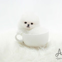 Teacup Toy Pomeranian Puppies For Sale - Merry - a Pomeranian puppy