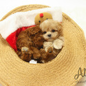 Teacup Toy Maltipoo Puppies For Sale - Louis - a Maltipoo puppy