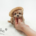 Teacup Toy Maltipoo Puppies For Sale - Louis - a Maltipoo puppy