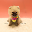 Mini Teacup Pomeranian Puppies For Sale - Brownie - a Pomeranian puppy