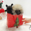 Mini Teacup French Bulldog Puppies For Sale - Bella - a French Bulldog puppy