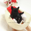 Mini Teacup French Bulldog Puppies For Sale - Bella - a French Bulldog puppy