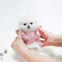 Mini Teacup Pomeranian Puppies For Sale - Merry - a Pomeranian puppy