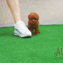 Mini Mini Teacup Poodle Puppies For Sale - CACAO - a Poodle puppy
